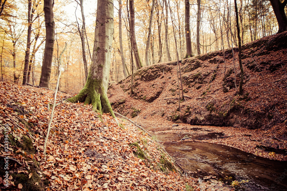 Beech forest in autumn - a stream running through Beech forest in autumn - a stream running through