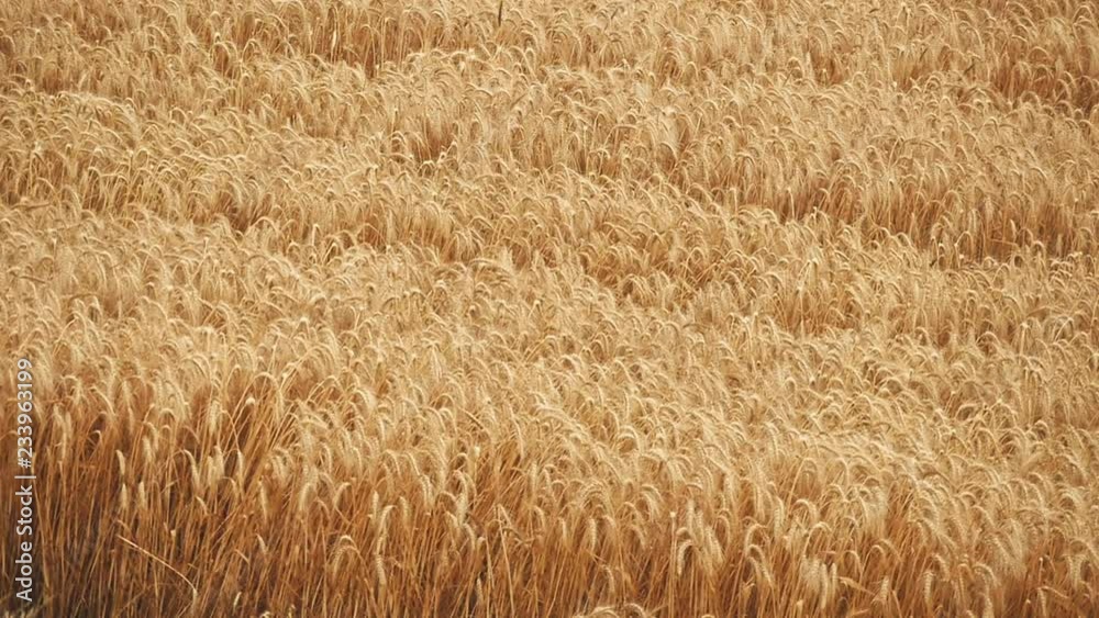 Yellow grain ready for harvest Yellow grain ready for harvest