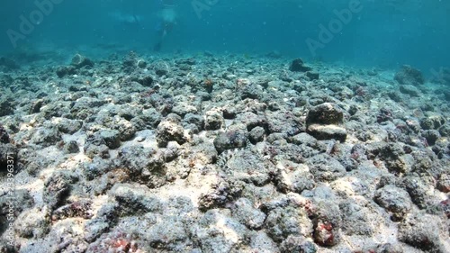 White Moray Eel slithers toward camera across ocean floor, slow motion 4K photo