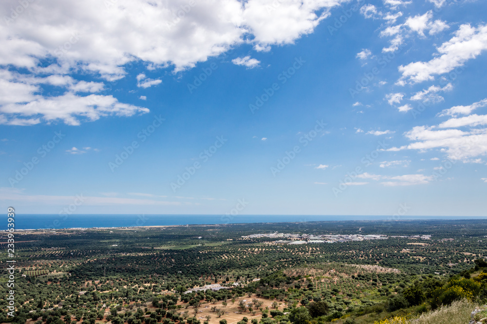 Panoramic view of olive trees plain in front of Ostuni