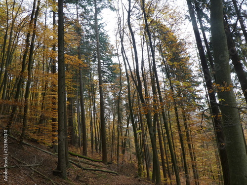 broadleaf woodland forest in autumn colorful trees leaves 