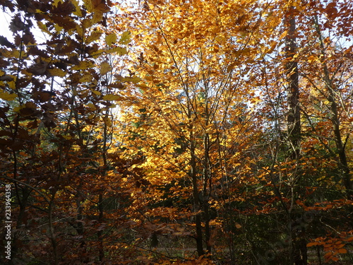 broadleaf woodland forest in autumn colorful trees leaves 