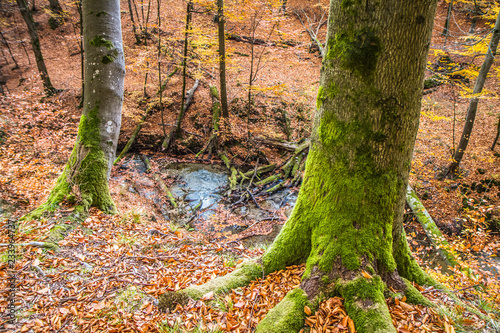 A stream in a beech forest in autumn 