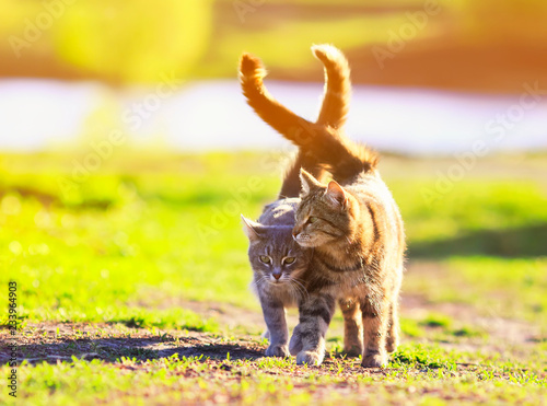Canvas Print pair of beautiful loving cats is hugging a green meadow raising their tails on a