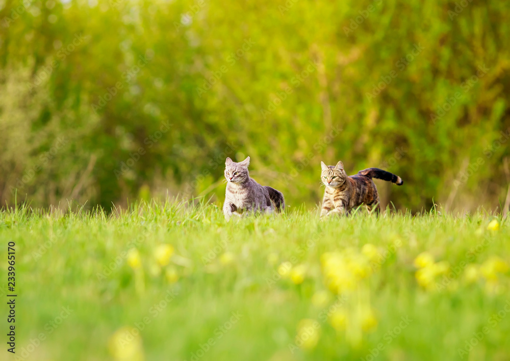 two cute beautiful cats run fast on the green grass in the meadow on a Sunny day