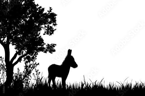 Vector silhouette of donkey on the meadow.