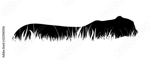 Vector silhouette of tiger in the grass on white background.