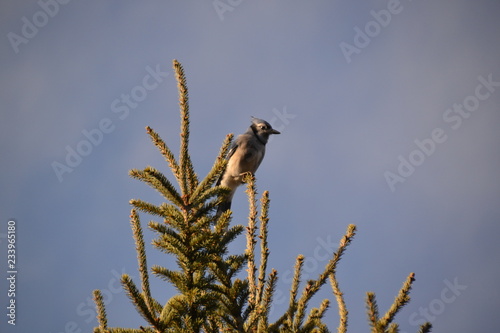 Blue Jay on a Branch