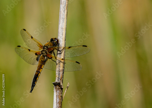 4 Spotted chaser dragonfly