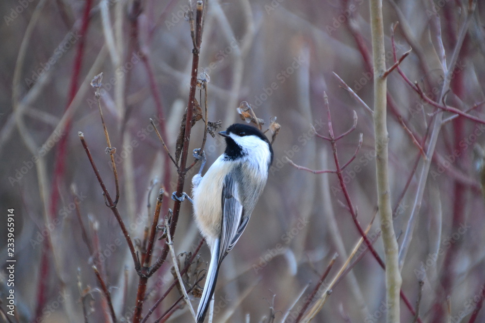 Obraz premium Black-capped Chickadee on a Branch