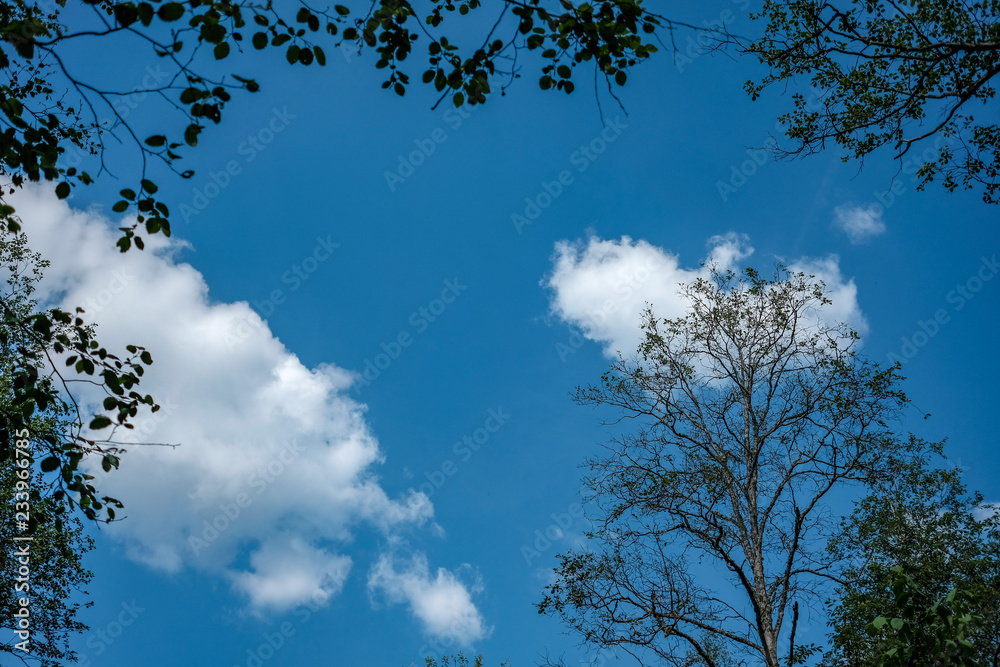 Fototapeta premium large trees agains blue sky