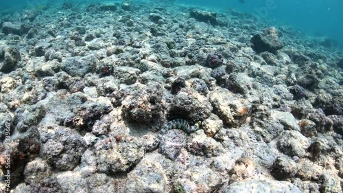 White Moray Eel makes its way across ocean floor in slow motion, Hawaii 4K photo