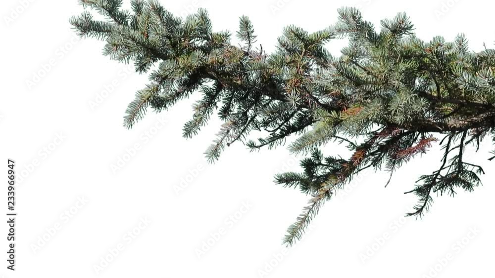 Foreground foliage plate for framing shots. Autumn coniferous tree, medium breeze. Slightly defocused. Includes transparency mask. Can be reversed and flipped horizontally.