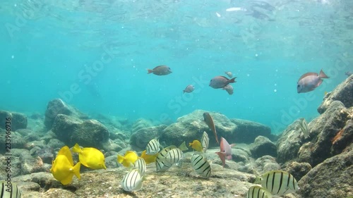 Close view of Convict Tang and Yellow Tang fish feeding on ocean floor, 4K photo