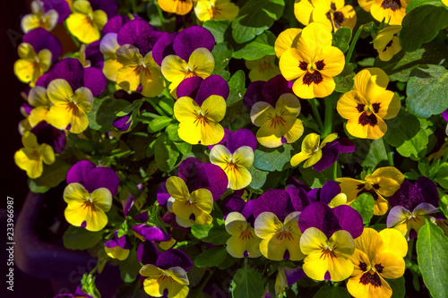 Beautiful colorful purple and yellow viola tricolor spring flowers growing in a garden.