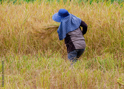 Farmers are harvesting rice 