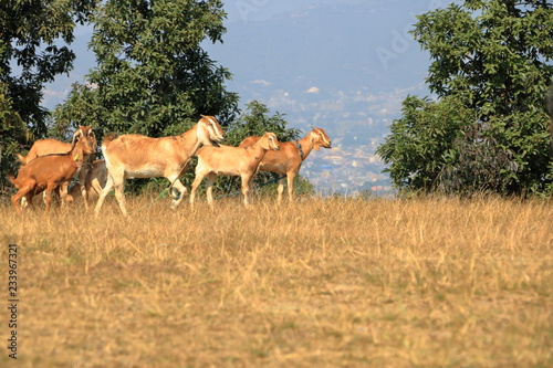 Goats at a field in Nepal