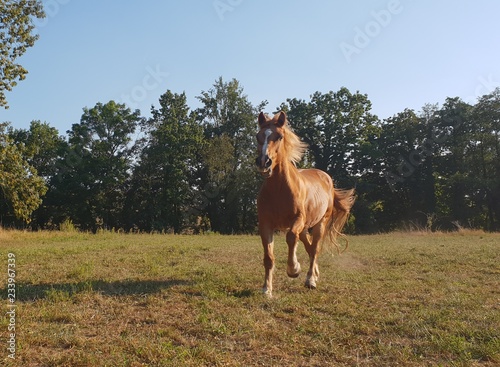 Pferd im Sommer © Karola