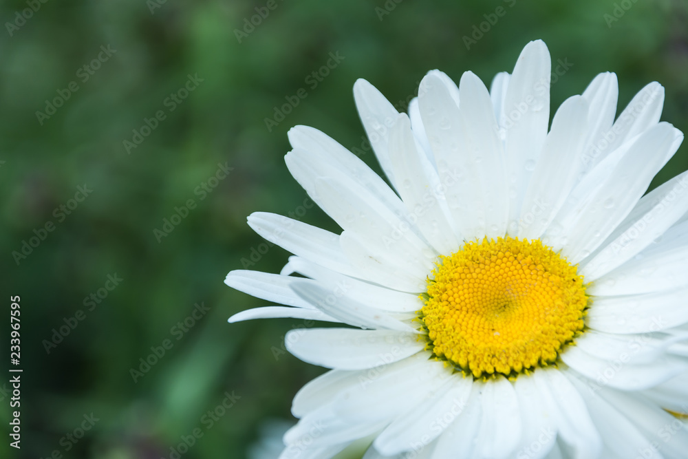 Fototapeta premium Blooming chamomile in the garden