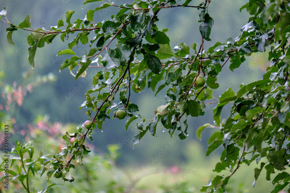 apple tree branches in green summer day with rain