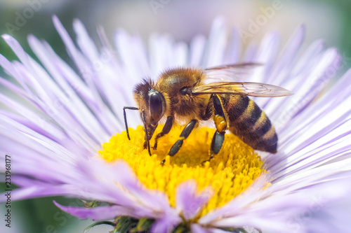 Bee in extreme close up sitting on flower