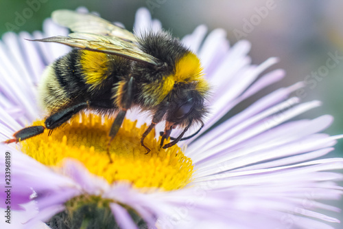 Bee in extreme close up sitting on flower