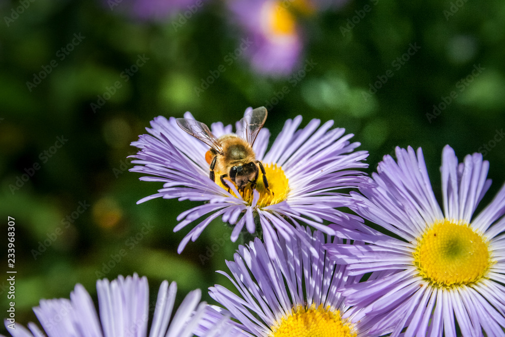 Bee in extreme close up sitting on flower Bee in extreme close up sitting on flower
