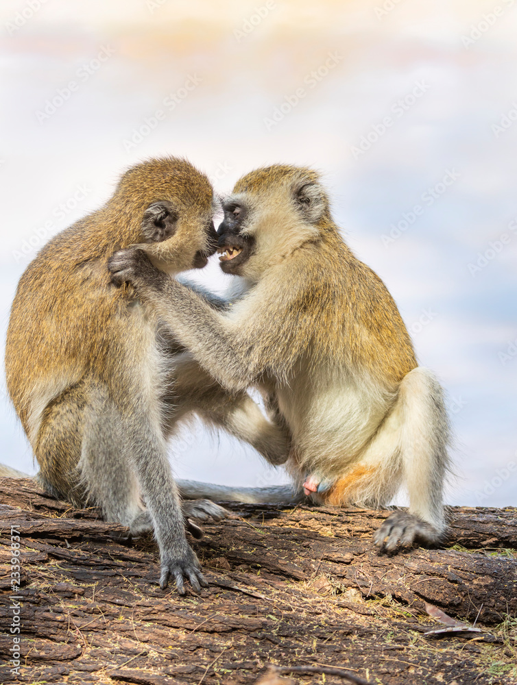 Black-faced vervet monkey, Ceropithecus aethiops, couple embracing and drawing closer to kiss