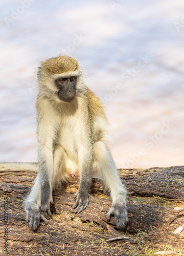 Portrait of male black-faced vervet monkey, Ceropithecus aethiops, seated on tree trunk 