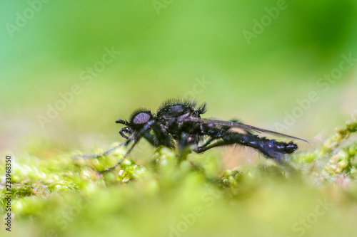 House fly in extreme close up sitting on leaf