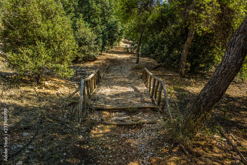 park outdoor natural landscape with empty trail  between trees through wooden bridge on ground in early autumn season time