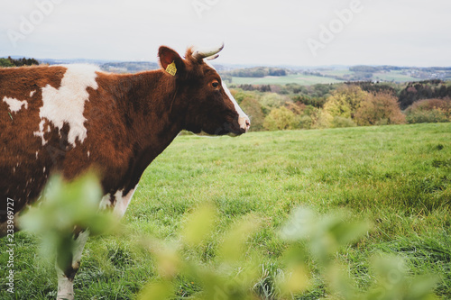 Kuh auf der Weide- Bergisches Land / Nümbrecht