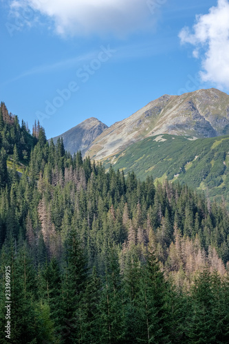 Fototapeta Naklejka Na Ścianę i Meble -  western carpathian mountain panorama in clear day