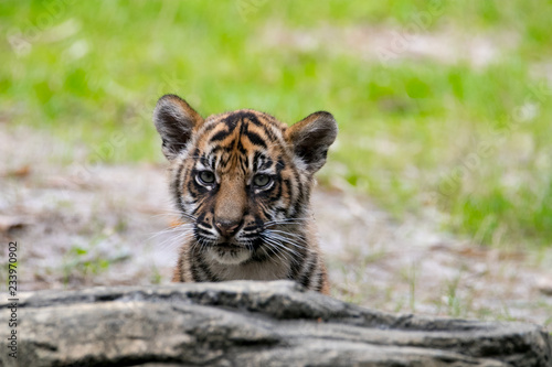 Fototapeta Naklejka Na Ścianę i Meble -  Tiger Cub Peek A Boo