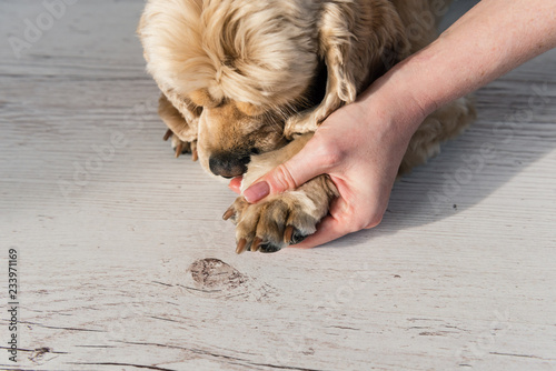 Fototapeta Naklejka Na Ścianę i Meble -  Woman hold paws and head of sick dog