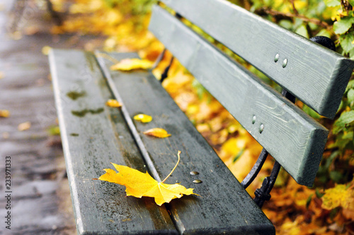 The yellow maple leaf lies on the bench.