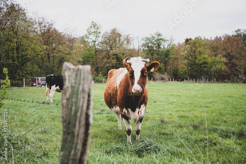 Kuh auf der Weide- Bergisches Land / Nümbrecht