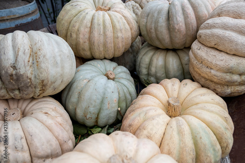 Giant white pumpkins