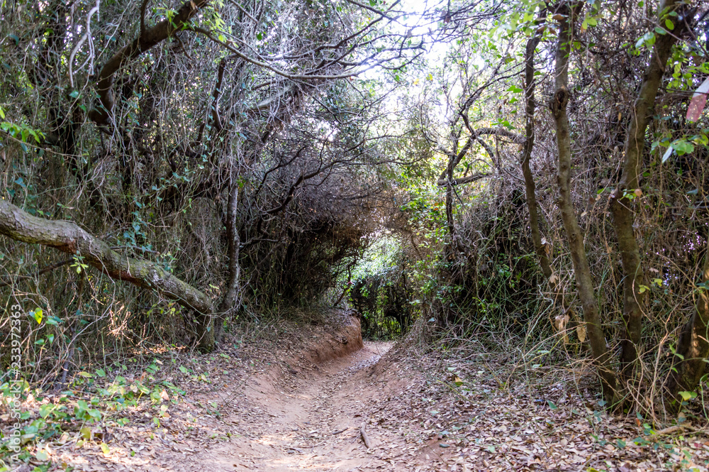 Maritime pine forest near Baia dei Turchi Otranto in Salento Italy Maritime pine forest near Baia dei Turchi Otranto in Salento Italy