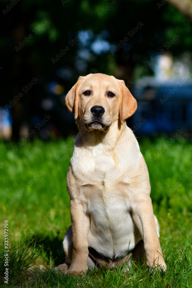 labrador retriever puppy yellow labrador retriever puppy yellow