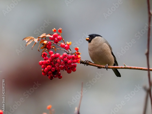 Northern bullfinch, Pyrrhula pyrrhula