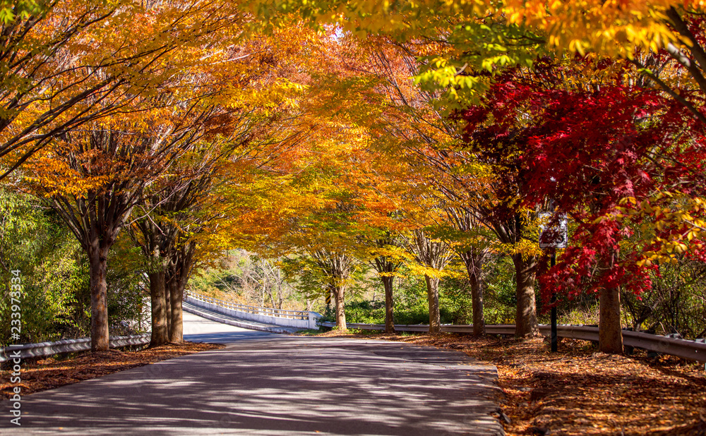 Naklejka premium Fall colors country road