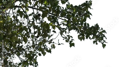 Foreground foliage plate for framing shots. Late summer deciduous tree, medium breeze. Slightly defocused. Includes transparency mask. Can be reversed and flipped horizontally.