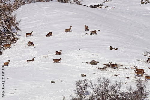 Cerfs et biches à la fin de l'hiver photo