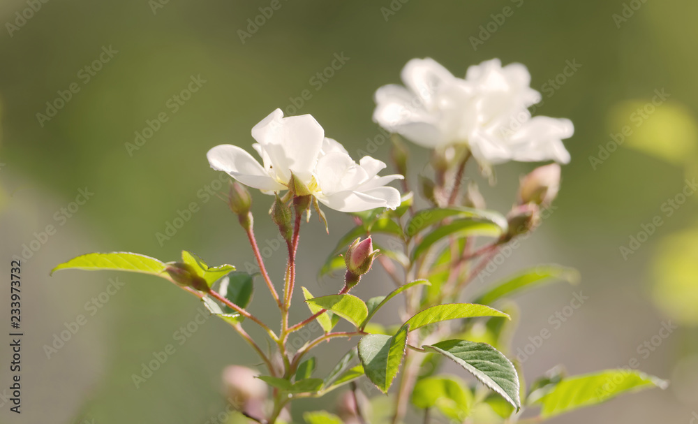 Closeup of white Helenae hybrida rose flower bush and green leaf a sunny morning