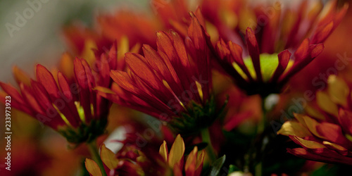 beautiful unusual bright flowers in a bouquet for a gift