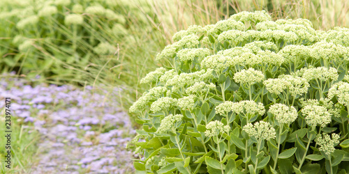 beautiful flowers Sedum densely growing in a bed in the park or in the garden