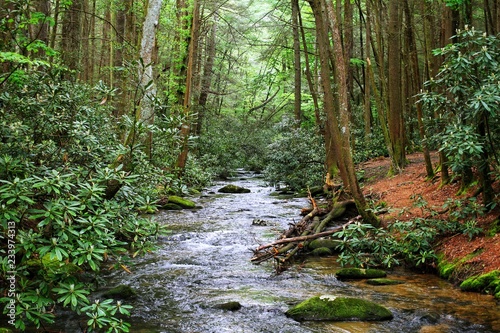 River in the woods.