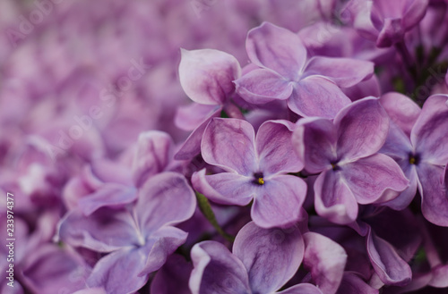 Close up picture of bright violet lilac flowers. Abstract romantic floral backdrop. © Hanna Aibetova