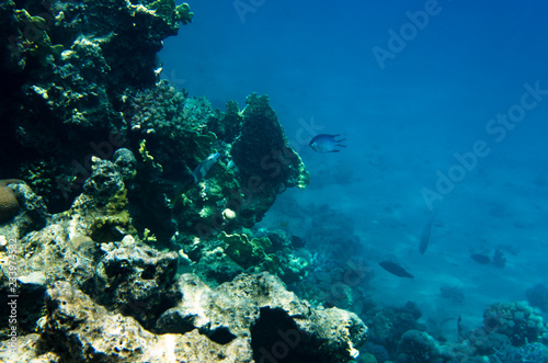 Underwater landscape of the coral reef in the Red Sea